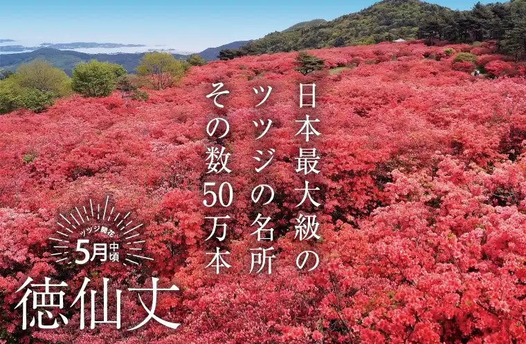 日本最大級の名所で、50万本のツツジに魅了されよう！徳仙丈山